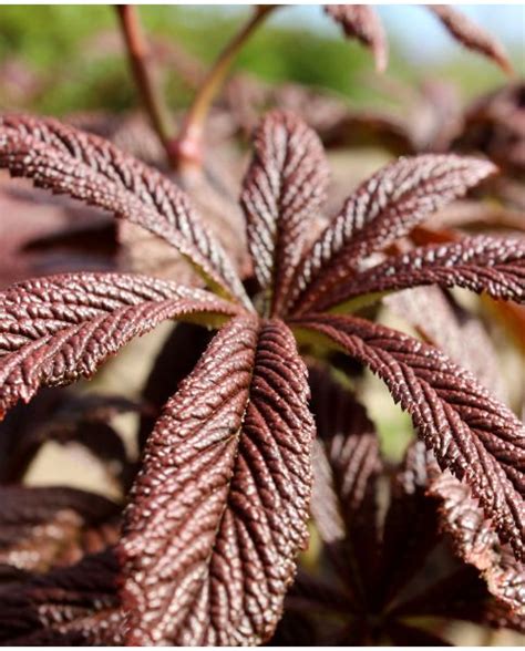 Rodgersia Bronze Peacock Hayloft