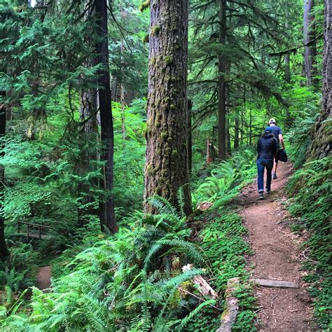 Rogue River-Siskiyou National Forest - Little Grayback Trail #921