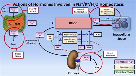 Role of alpha-adrenergic hormones in potassium homeostasis in …