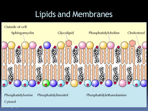 Role of charged lipids in membrane structures