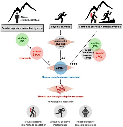 Role of erythropoietin in adaptation to hypoxia - PubMed