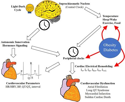 Role of the circadian system in cardiovascular disease - PubMed