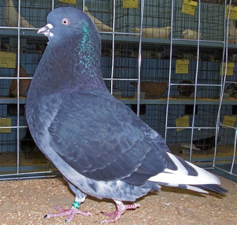 Roller pigeons. Things To Know About Roller pigeons. 