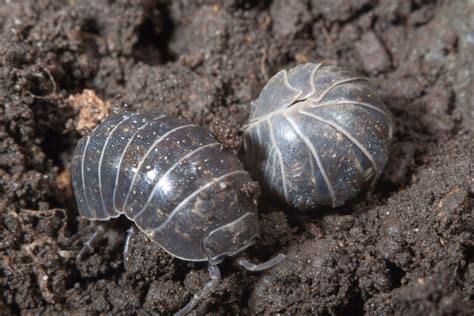 Oct 13, 2023 · Letter 5 – Rollie Pollies. Dear Bugman, What is the scientific name for rollie pollies and what do they eat? Are the on the website? Thanks. Mom Adams. Dear Mom Adams, We just got a question about Pill Bugs or Sow Bugs, which are Isopods, not true insects. The common Pill Bug goes by the scientific name Armadillidium vulgare.