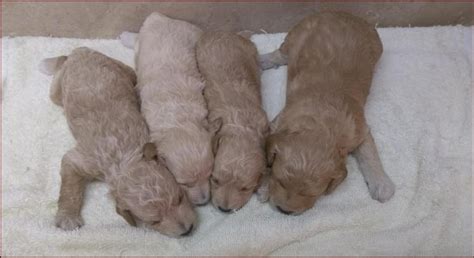 Rolling meadows puppies iowa. Things To Know About Rolling meadows puppies iowa. 
