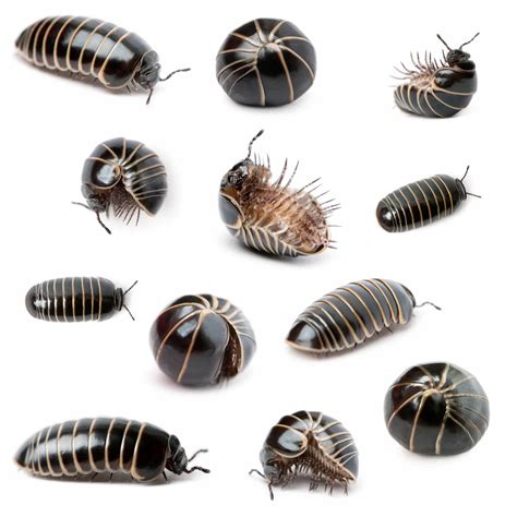Roly Poly .