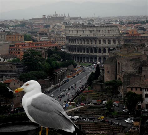 Roma aysegultatilde.