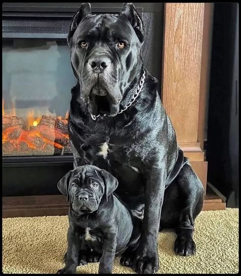 Romanian import cane corso. .  <a href=https://ams.stagingvalley.com/as...