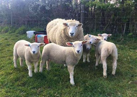 Romney Sheep For Sale - The Online Livestock Marketplace