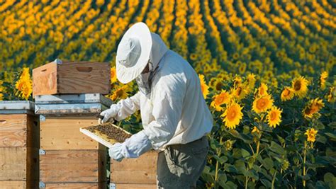 Ronzio dell'apicoltura guida apicoltori principianti al loro primo alveare. - Data analysis in high energy physics a practical guide to statistical methods.