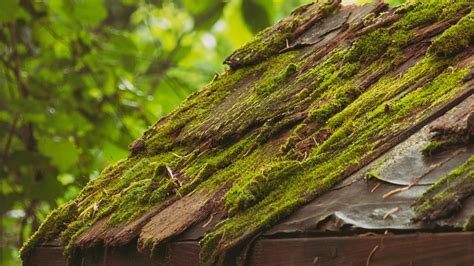 Roof moss. Sep 15, 2023 ... Once most of the roof is moss-free, you should apply a commercial cleaner to destroy any remaining moss and prevent it from growing back. 