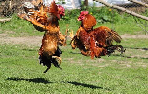 Rooster Fighting Fowl