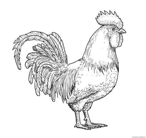 Rooster Pictures Drawing