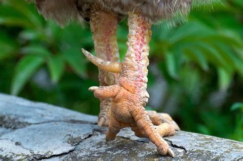 Rooster Spurs Community Chickens