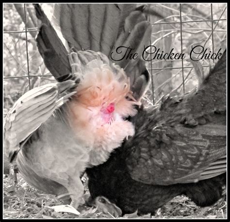 Rooster cloaca picture. 9 mai 2013 ... "When a rooster mates with a hen, he mounts her and, standing on her back, lowers his cloaca (vent) and the hen inverts her own cloaca to meet ... 
