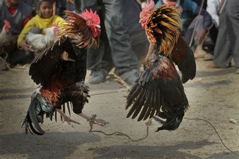 Rooster fight assosiation india. Things To Know About Rooster fight assosiation india. 