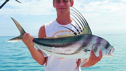 Roosterfish - Wikipedia