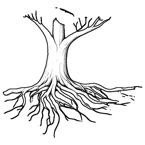 Root Coloring