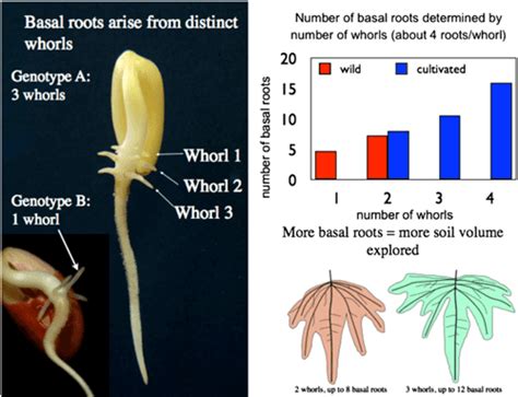 Root Phenes for Enhanced Soil Exploration and …