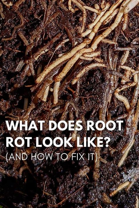 Root Rot in Potted Plants Home Guides SF Gate