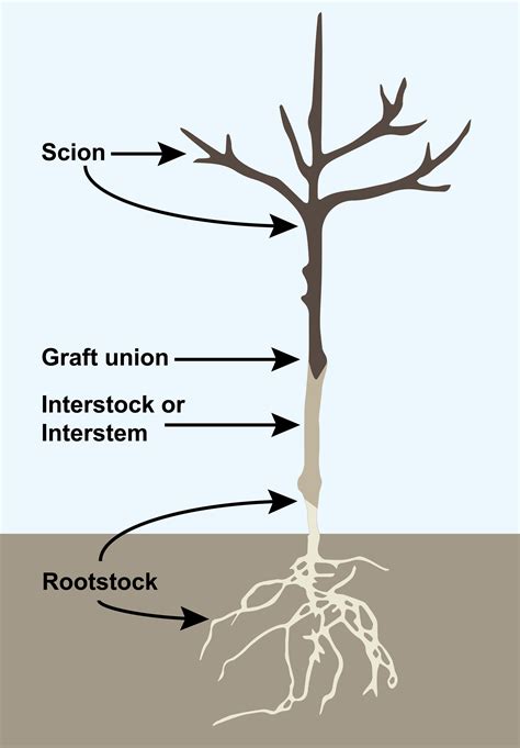 M9 – Most used rootstock for apple trees worldwide. M9 is a dwar