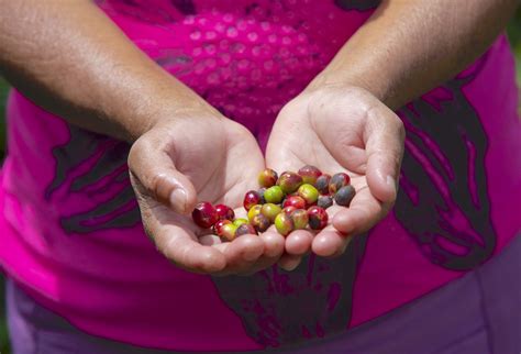 Rooted in Racism: Coffee’s Bitter Origins Heifer International