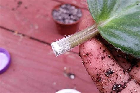 Rooting African Violet Crowns