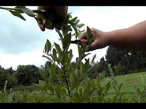 Rooting Pink Lemonad Blueberry Cuttings - YouTube