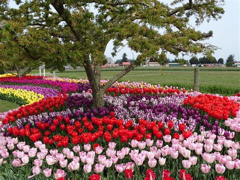 Roozengaarde - Their son, Brent, 37, is manager of RoozenGaarde, which is framed by 40 to 50 acres of tulips and daffodils. “We redesign and replant every year,” Brent said. “It’s about a million bulbs ...