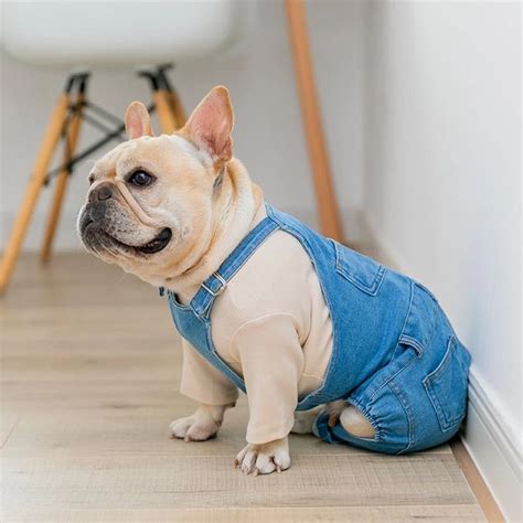 Buy Winter Warm Dog Clothes Waterproof Pet Padded Vest Zipper Jacket Coat For Small Medium Large Dogs Pug Chihuahua Ropa Para Perros at Walmart.com. 