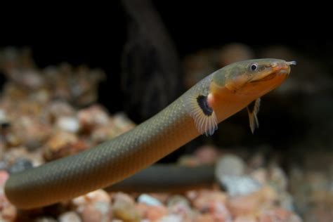 Rope fish. Erpetoichthys calabaricus, also known as the Ropefish, is a nocturnal, carnivorous fish that lives in shallow, vegetated waters in Western Africa. It has a densely planted aquarium with a soft substrate and pieces of … 