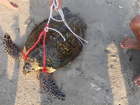 Rope.Turtle Leaks [PPV] 🔥 43 Photos