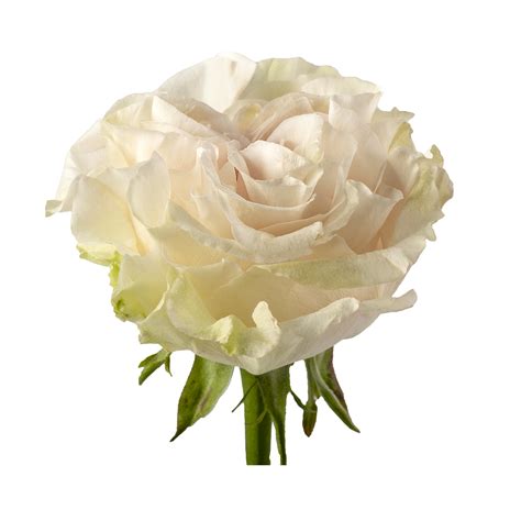 Rosa Cotton Onlyfans Leak