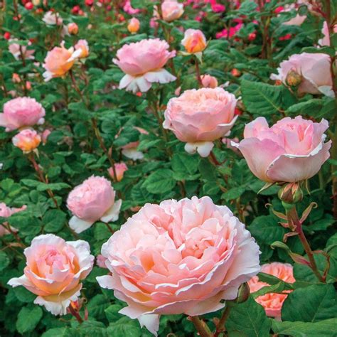 Rosa Princesse Charlene de Monaco (Hybrid Tea Rose)