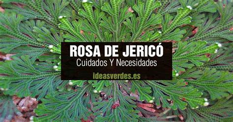 Rosa de Jeric&oacute;: cuidados - Gu&iacute;a completa