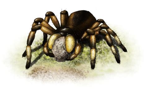 Rosamygale had six spinnerets that extruded webbing, like most spiders. Diet: Rosamygale was an ambush predator of invertebrates slightly smaller than its own size. During this time, very small scorpions, millipedes, and insects would have been its main diet. As it was found fairly close to the sealine, Rosamygale may have also eaten larval .... 