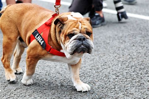 Roscoe &ldquo;Fatty&rdquo; Arbuckle - The Tragic Story Behind Hollywood&rsquo;s ...