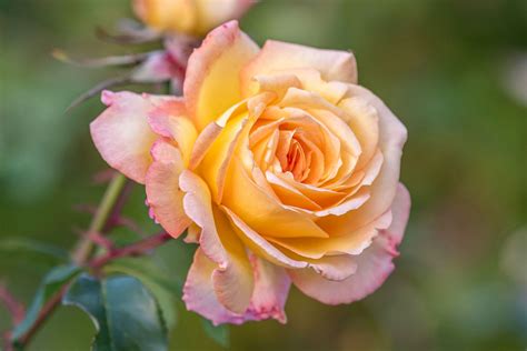 Rose Bloom Onlyfans Leak