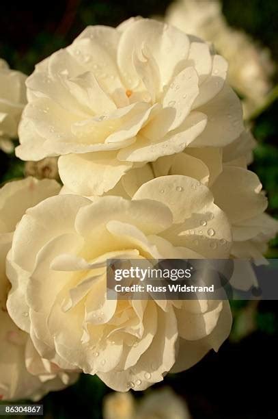 Rose Buds Photos and Premium High Res Pictures - Getty Images