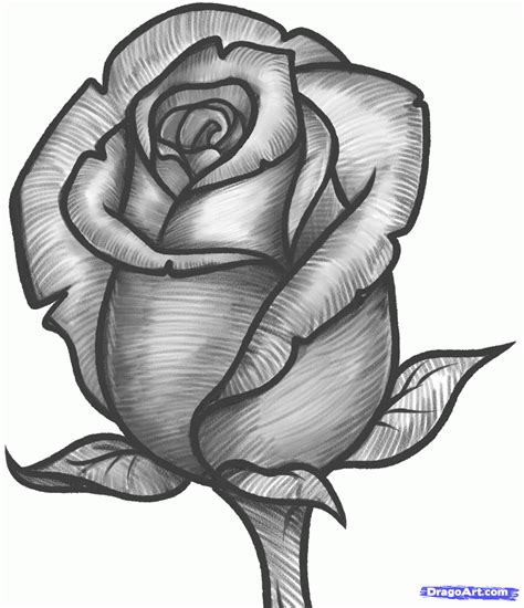 Rose Drawing Sketc