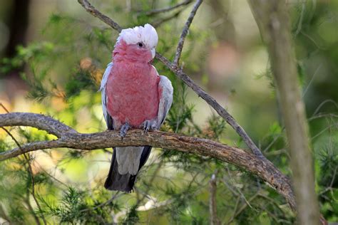 Rose Galah Onlyfans Leak