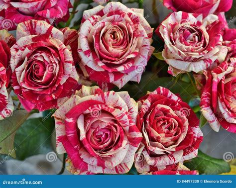 Rose Plant, Variegated Red and White Rose Plant, Bush Flower Plant …