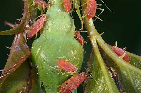 Rose aphids. Aphids on roses can be a gardener’s nightmare, swiftly colonizing and causing substantial damage to these prized plants. I’ve faced this problem in my own garden: … 