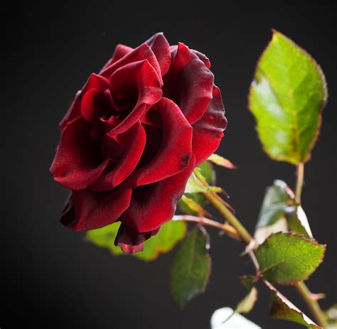 Rose beauty. Things To Know About Rose beauty. 