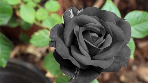 Rose black. Black roses do not naturally exist but have various symbolic meanings in different contexts. The anarchist symbol of the black rose. Flowers. The flowers commonly called black … 