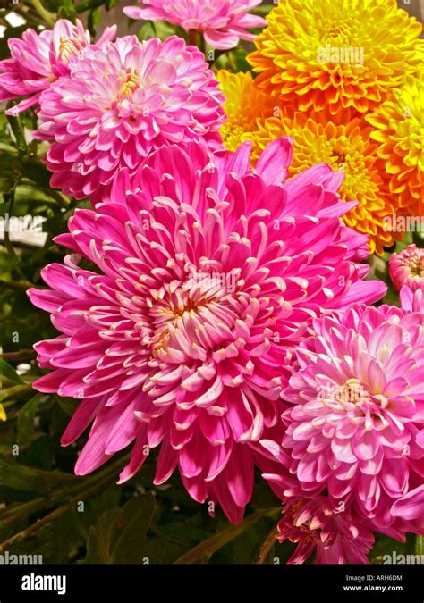 Rose chrysanthemum hi-res stock photography and images