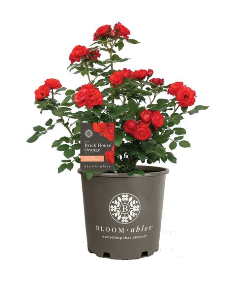 Rose hills flower removal schedule 2025.  Using the Uninstall Key, your ROSE Ins...