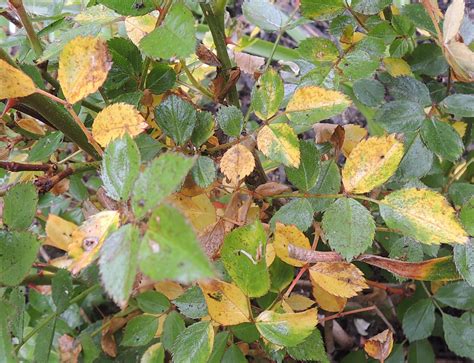 Rose leaves turning yellow. The most common rose disease is called black spot, and it causes yellowing with large dark brown blotches in the centers of the yellowed leaves. I don’t see those classic symptoms in your photo ... 