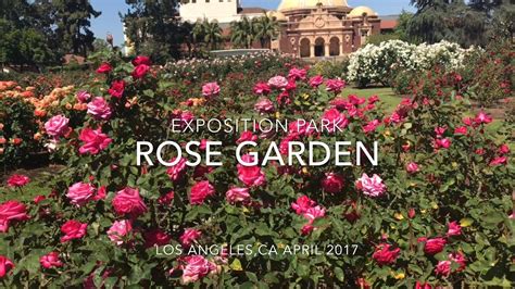 Rose los angeles. Location: 701 State Dr, Los Angeles, CA 90037. Hours: Monday-Sunday, 9A.M. to 7:30P.M. Wellness & Nature. The Exposition Park Rose Garden is considered one of L.A.’s hidden treasures and has been around since 1927.. 