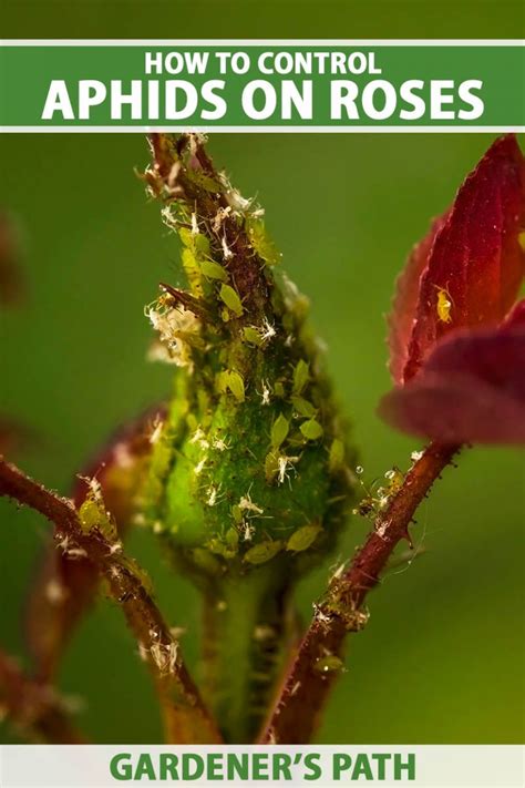 Rose pest control. Prune and destroy any damaged buds. If damage is severe, spinosad-based organic insecticides, as well as neem oil-based products, are effective, though they offer limited control on any rose thrips found inside the buds. 4. Slugs: Slimy pests that chew holes in rose leaves. 